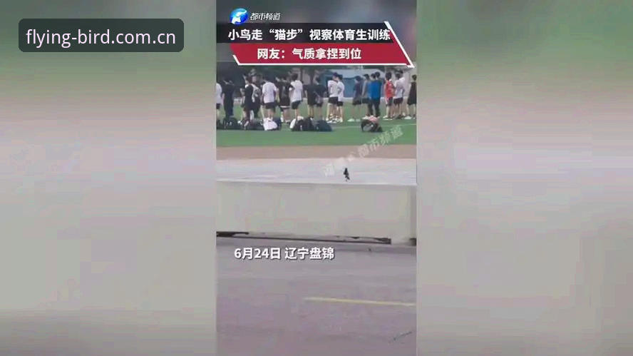 小鸟体育怎么下载 2024体育观赛平台下载指南:小鸟体育平台全面解析